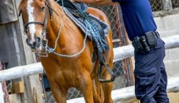 riding club volunteer