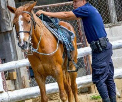 riding club volunteer