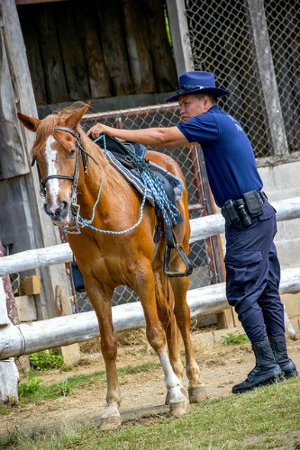 riding club volunteer